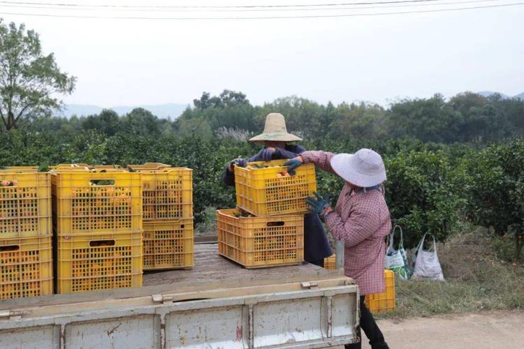 钟山县德福农产品位于钟山县朝南厂旁,公司目前拥有3900亩的